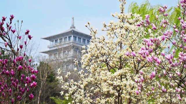 Spring at Chang'an Pagoda