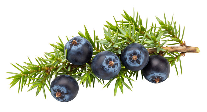 A branch of juniper berries on a white background PNG isolated on transparent background
