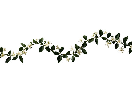 Floral vine border with white blossoms and green leaves creating a decorative frame on transparent background