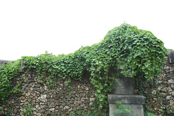 concrete structure completely engulfed by a thick, lush canopy of green climbing vines and leaves © anwar