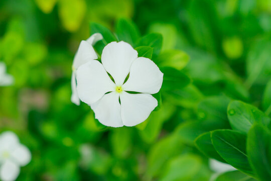 Close up of a beautiful white vinca flower blooming in a lush green garden during daytime