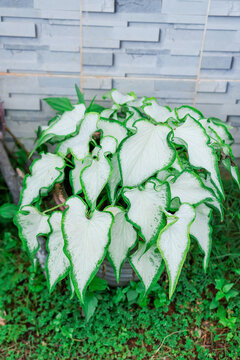 Tropical ornamental plant caladium white christmas with large heart shaped leaves growing in a pot