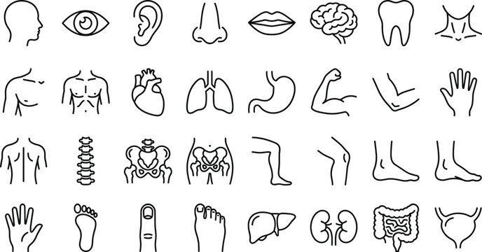 A set of line art illustrations depicting various human body parts in a simple vector design concept.