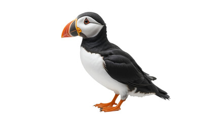 Naklejka premium A puffin stands alone against a solid black background
