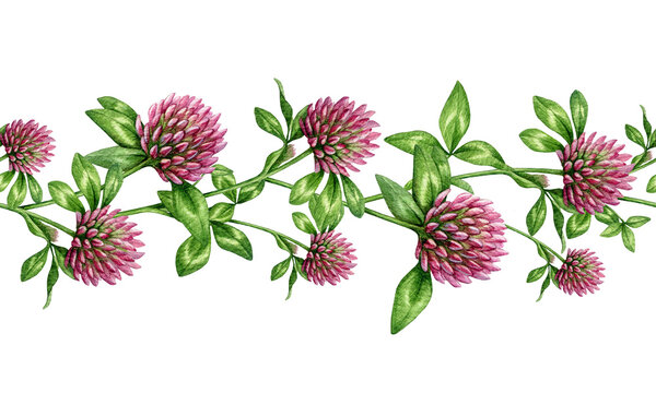 Red clover herb seamless border decor element isolated. Hand drawn trifolium pratense watercolor illustration medicinal herb botanical decoration for healthcare design, packaging, branding.