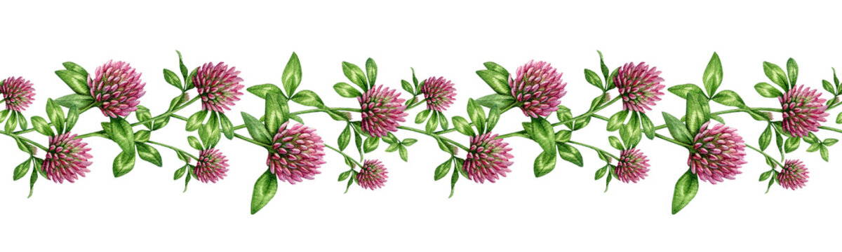 Red clover herb seamless border floral decor element isolated. Hand drawn trifolium pratense watercolor illustration medicinal herb botanical decoration for healthcare design, packaging, branding.