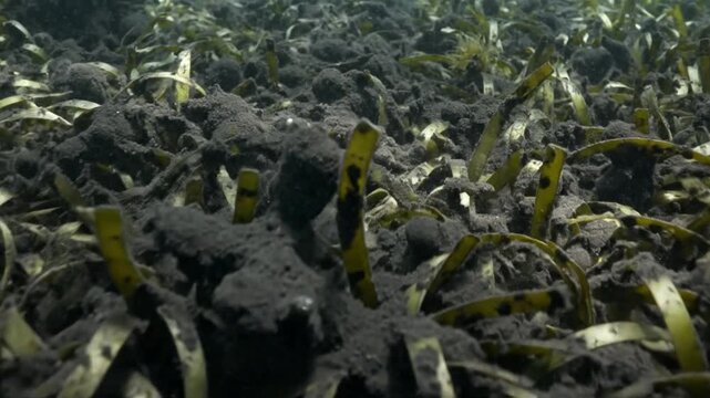 Submerged marine plants choked by thick black oil in an underwater environment, highlighting environmental pollution and habitat destruction.