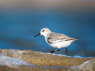 Obraz premium Bécasseau sanderling (Calidris alba) posé sur l’eau, limicole isolé en milieu côtier avec arrière-plan flou et espace négatif, Camargue