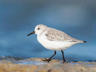 Obraz premium Bécasseau sanderling (Calidris alba) posé sur l’eau, limicole isolé en milieu côtier avec arrière-plan flou et espace négatif, Camargue