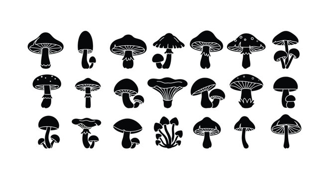Collection of various mushroom species illustrations