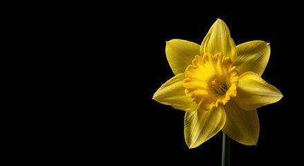 Fototapeta premium Vibrant yellow daffodil flower against a stark black background.