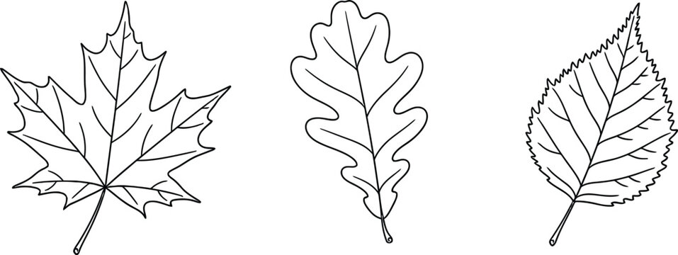 Outline Illustrations of Three Different Types of Leaves