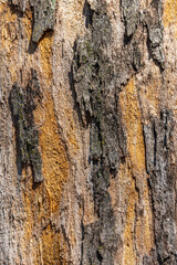 Obraz premium Rough tree bark texture natural pattern background high detail