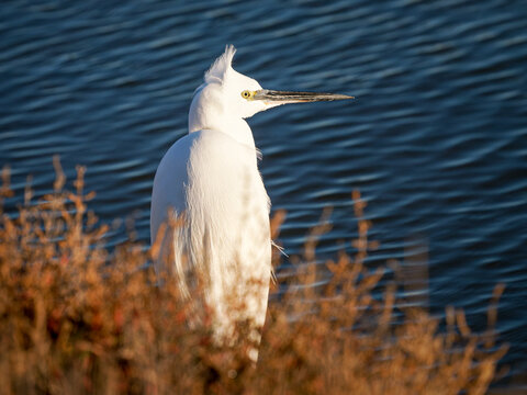 Aigrette garzette (Egretta garzetta) capturant une proie dans l&rsquo;eau avec &eacute;claboussures, sc&egrave;ne de chasse en milieu aquatique