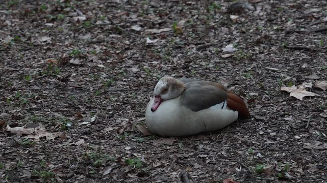 Egyptian goose sleeping on the floor outdoors, bird portrait