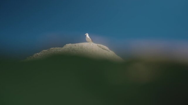 A split level shot showing the ocean current and a lone seagull perched on top of a large white rock on a clear sunny day