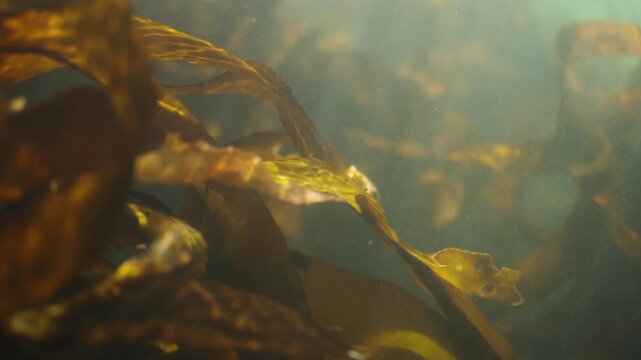 A close up underwater scene of golden brown kelp drifting gently in the ocean currents with sunlight filtering through the water illuminating the dreamy scene
