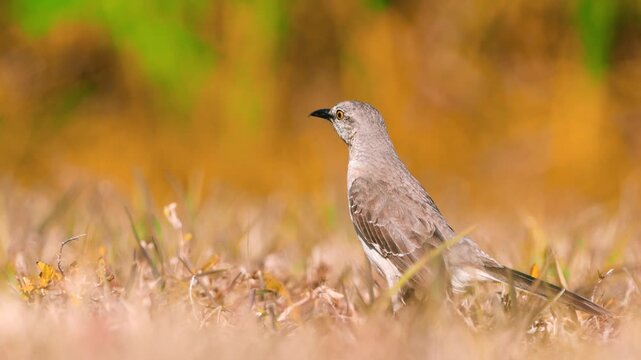 Northern mockingbird foraging for food in the autumn grass