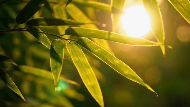 Close-up of vibrant green bamboo leaves illuminated by warm golden sunlight, creating a serene and natural outdoor scene.