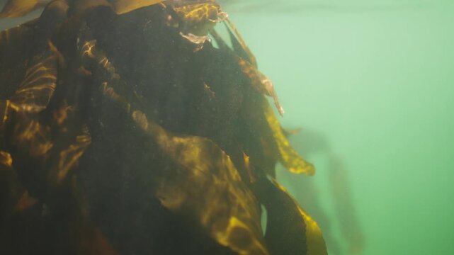 Underwater clip focussing on kelp moving gently with the current of the ocean as dancing patterns of light flicker across the leaves due to the sunlight filtering through the surface of the water