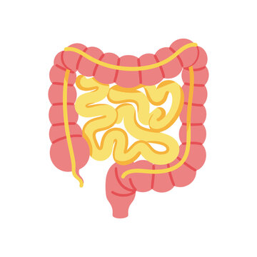 Human Intestine Digestive System Anatomy.
