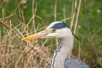 Obraz premium Close Up Portrait of Great Heron resting hunting in the grass in Spring 2026