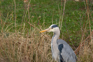 Obraz premium Close Up Portrait of Great Heron resting hunting in the grass in Spring 2026