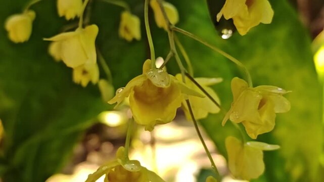 A beautiful yellow orchid, Dendrobium lindleyi Steud, is blooming profusely in nature.