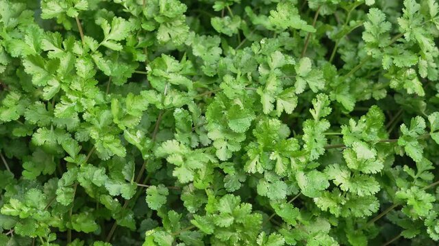 Fresh green cilantro leaves growing in garden