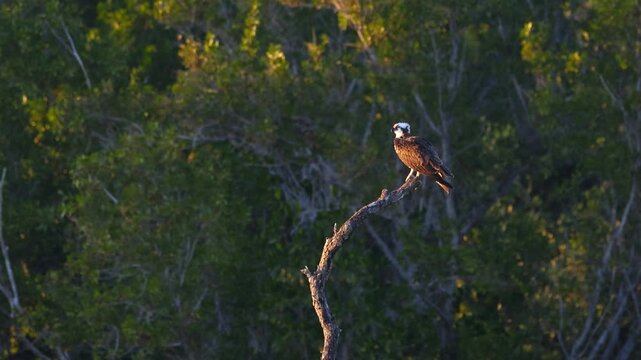 Wild osprey perching on a dead tree branch at sunset