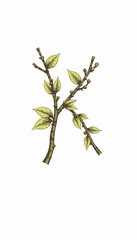 Fototapeta premium Illustration of Branches with Green Leaves and Red Berries Intertwined on White Background