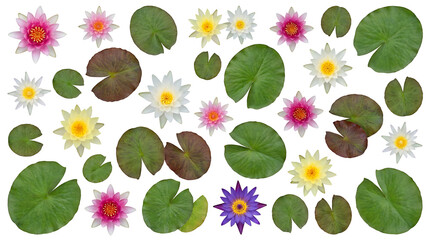 A vibrant collection of colorful water lilies and green lily pads arranged in a scattered pattern on a white background. © Style Studio