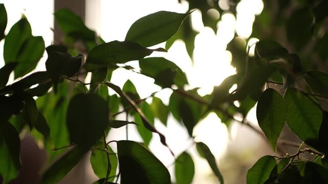 Lush green ficus leaves fluttering in a gentle breeze against a bright window, with the focus shifting to create a dreamy bokeh and sunlight flare effect in a cozy home interior