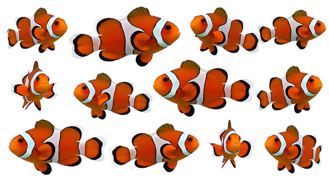 Clownfish swimming in different directions PNG isolated on transparent background