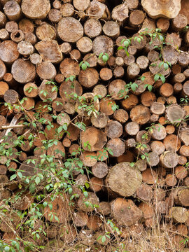 Pile of Lumber in the Forest