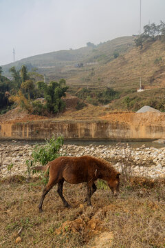 A brown horse grazes by a rocky riverbed in Sapa, Vietnam. The animal is foraging for food in a rural landscape, with a hillside in the background.