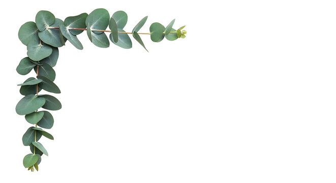 Fresh green eucalyptus leaves forming a decorative corner border on a clean white background.