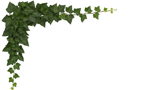 Green ivy vine border design element on a plain white background, perfect for decorative purposes.