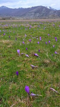 Spring blooming of purple wild crocus flowers on Rascino karst plateau with mountains in Lazio, Italy