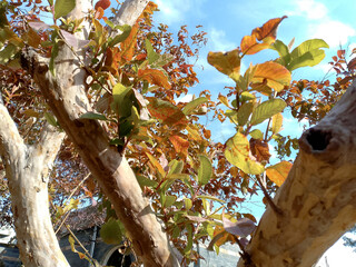 Tree Branches with Yellow and Green Leaves Against Blue Sky