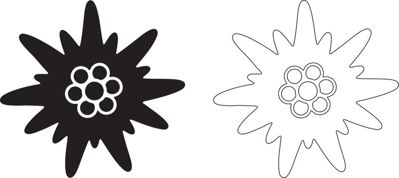 Black and white edelweiss flower silhouettes