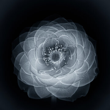 X-Ray Photograph of a Blooming Rose