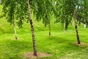 Obraz premium Tall birch trees gracefully frame a vibrant green lawn, inviting visitors to relax and unwind. Sunlight filters through the leaves, creating a peaceful atmosphere in this outdoor sanctuary.