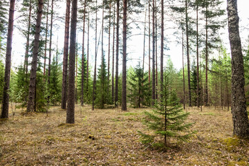 Fototapeta premium Tall trees surround a small sapling standing alone on the forest floor, basking in gentle sunlight. Nature flourishes in this serene outdoor setting, inviting peace and tranquility.