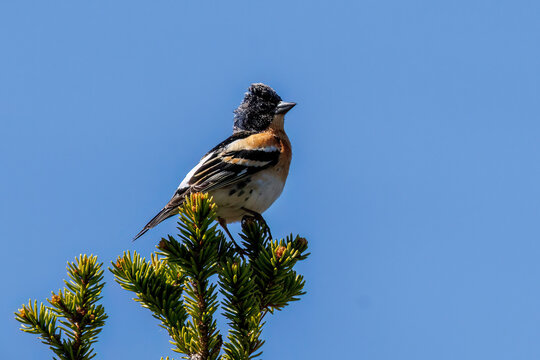 Bergfink (Fringilla montifringilla) M&auml;nnchen