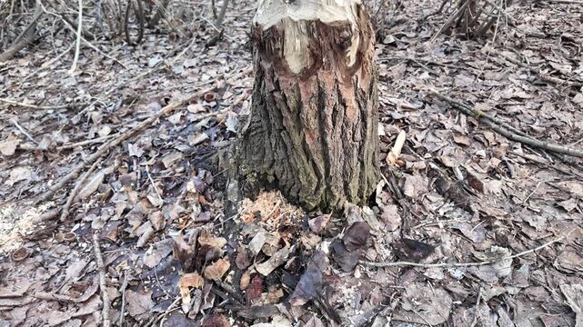 This riverbank became a beaver construction site. Their powerful teeth felled numerous trees for a dam.