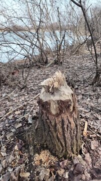 This riverbank became a beaver construction site. Their powerful teeth felled numerous trees for a dam.