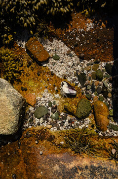 Top down view of periwinkle snails and mussels in coastal tide pool