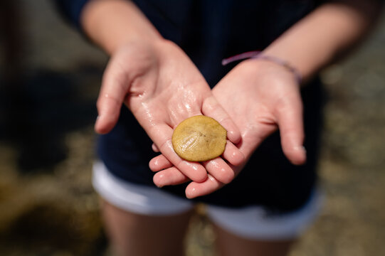 Teenage girl with sand dollar resting in her two hands