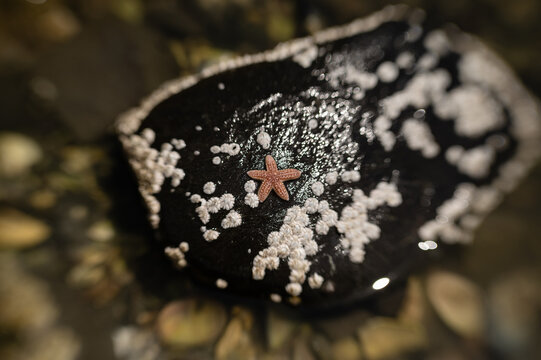 Pink starfish on dark New England rock covered in white barnacles